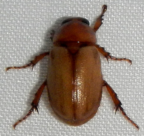Western Masked Chafer photo 3