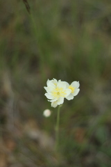 Thalictrum tuberosum
