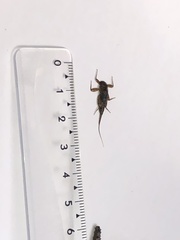 Ephemerella mucronata