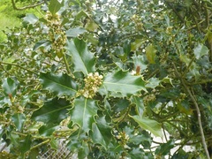 Ilex aquifolium