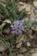 Carthamus mitissimus