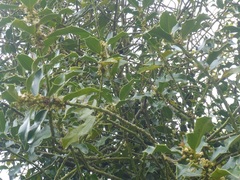 Ilex aquifolium