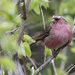 Chinese White-browed Rosefinch - Photo (c) Dave Curtis, some rights reserved (CC BY-NC-ND)