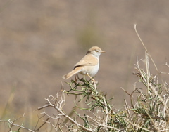 Curruca deserti