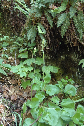 Image of Spiked Saxifrage (Micranthes spicata) by (c) Syd Cannings, some rights reserved (CC BY)
