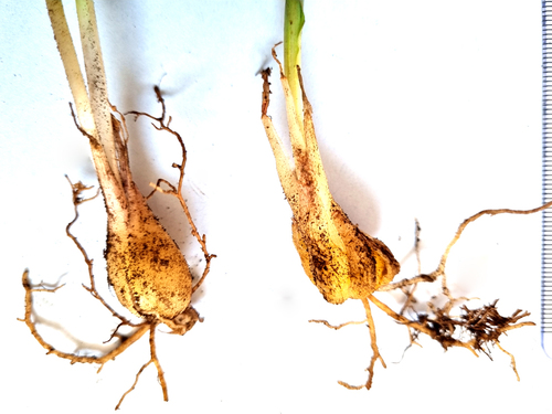Drimia haworthioides