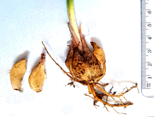 Drimia haworthioides