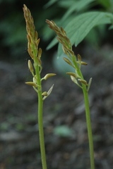 Oreorchis patens