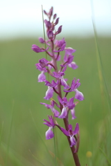 Orchis mascula laxifloriformis
