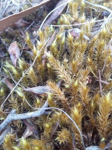 Breutelia affinis