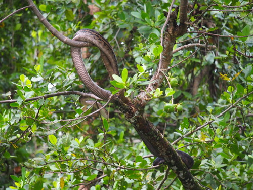 Australian Scrub Python sighting
