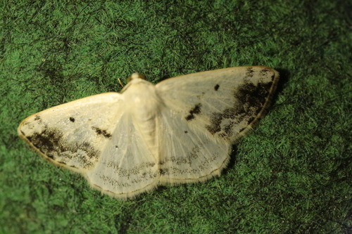 Pilkadėmis balsvasprindis nuotrauka