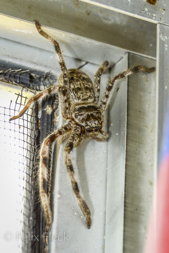 Northern Banded Huntsman