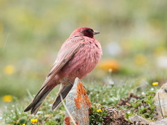 Tibetan Rosefinch photo 5