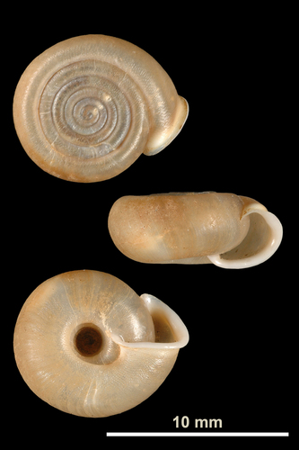 Veloutée excentrée