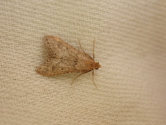 Bostra obsoletalis
