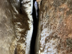 Australolacerta australis