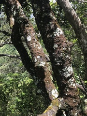 Diospyros sandwicensis