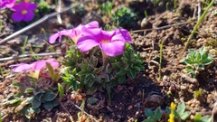 Oxalis hirta hirta