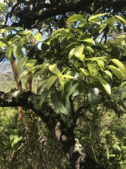 Diospyros sandwicensis