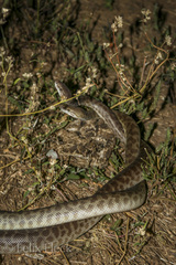 Children's Python photo 3