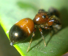 Rhombonotus