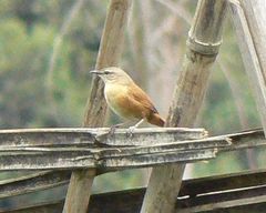 Bradypterus cinnamomeus