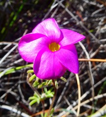 Oxalis engleriana