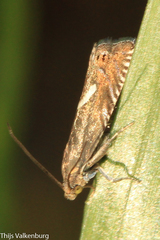 Grapholita lunulana