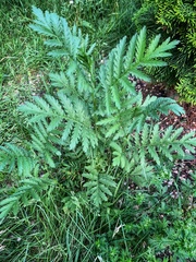 Tanacetum vulgare