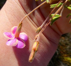 Oxalis engleriana