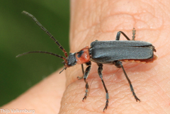 Cantharis reichei