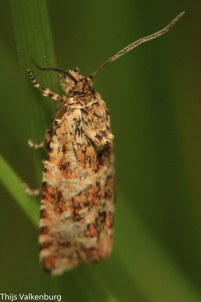 Phiaris predotai