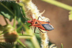 Aulacosternum nigrorubrum
