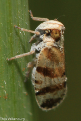 Tachycixius venustulus