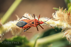 Aulacosternum nigrorubrum