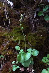Micranthes spicata