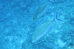 Ferdauia orthogrammus