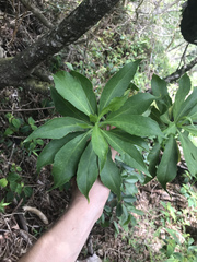 Scaevola gaudichaudiana