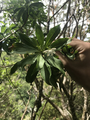 Scaevola gaudichaudiana