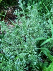 Artemisia austriaca