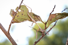 Austromantis albomarginata