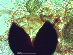 Erysiphe aquilegiae