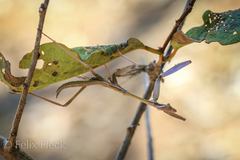 Austromantis albomarginata