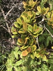 Syzygium sandwicense