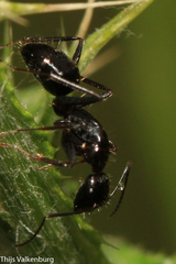 Camponotus sylvaticus