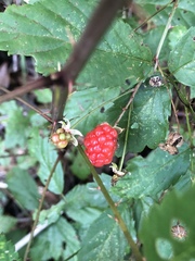 Image of Rubus flagellaris