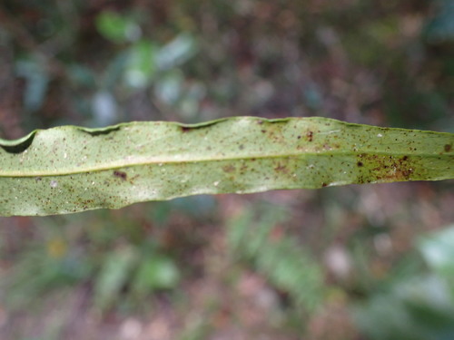 Faurea macnaughtonii, photograph 2