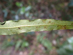 Faurea macnaughtonii