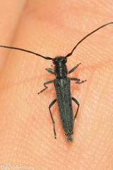 Phytoecia molybdaena